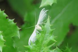 Attēlu rezultāti vaicājumam “Pterophorus pentadactyla”