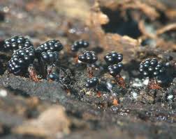 Attēlu rezultāti vaicājumam “Metatrichia vesparia”