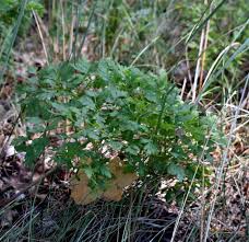 Attēlu rezultāti vaicājumam “Peucedanum oreoselinum leaf”