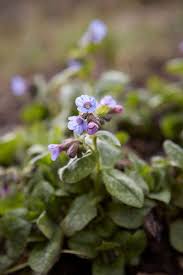 Attēlu rezultāti vaicājumam “Pulmonaria angustifolia flower”