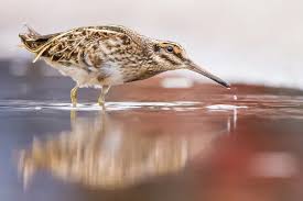 Image result for Lymnocryptes minimus