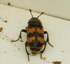 Attēlu rezultāti vaicājumam “Nicrophorus vespillo”