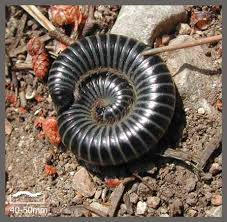 Attēlu rezultāti vaicājumam “Ommatoiulus sabulosus aimatopodus”