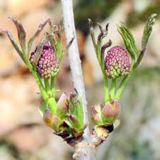 Attēlu rezultāti vaicājumam “Sambucus racemosa flower”