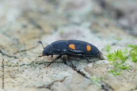 Attēlu rezultāti vaicājumam “Glischrochilus grandis”