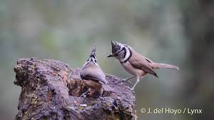 Attēlu rezultāti vaicājumam “Lophophanes cristatus”