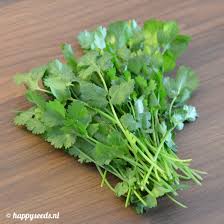 Image result for Koriander