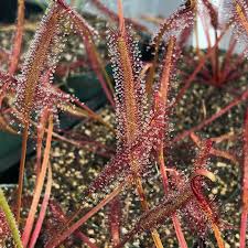 Attēlu rezultāti vaicājumam “Drosera rotundifolia leaf”