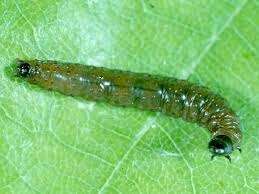 Attēlu rezultāti vaicājumam “Orthotaenia undulana”