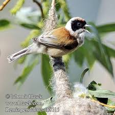 Attēlu rezultāti vaicājumam “Remiz pendulinus adult”