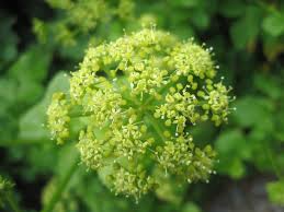 Attēlu rezultāti vaicājumam “Anthyllis maritima flower”