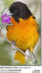 Image result for Icterus galbula