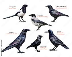 Attēlu rezultāti vaicājumam “Corvidae”