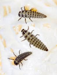 Attēlu rezultāti vaicājumam “Adalia bipunctata imago”