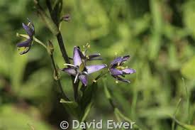 Attēlu rezultāti vaicājumam “Swertia perennis flower”