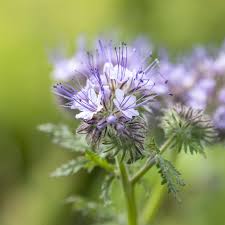 Attēlu rezultāti vaicājumam “Phacelia tanacetifolia flower”