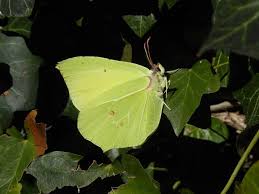 Attēlu rezultāti vaicājumam “Gonepteryx rhamni”