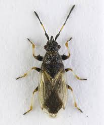 Attēlu rezultāti vaicājumam “Lycogala convexum macro”