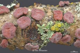 Attēlu rezultāti vaicājumam “Peniophora rufa”