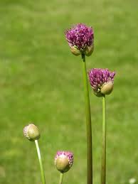 Attēlu rezultāti vaicājumam “Allium holandicum leaf”