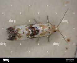 Attēlu rezultāti vaicājumam “Eupoecilia angustana”