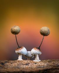 Attēlu rezultāti vaicājumam “Didymium squamulosum”