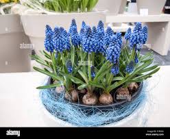 Attēlu rezultāti vaicājumam “Muscari armeniacum”