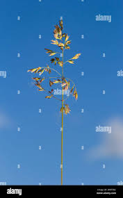 Attēlu rezultāti vaicājumam “Poa angustifolia”