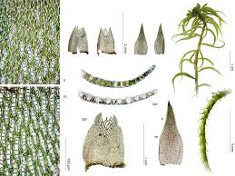 Attēlu rezultāti vaicājumam “Sphagnum riparium”