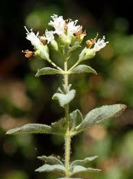 Attēlu rezultāti vaicājumam “Origanum vulgare flower”