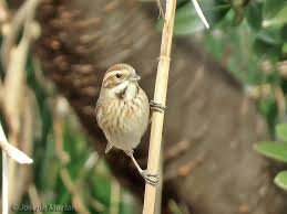 Attēlu rezultāti vaicājumam “Emberiza schoeniclus”