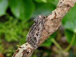 Attēlu rezultāti vaicājumam “Tholera decimalis female”