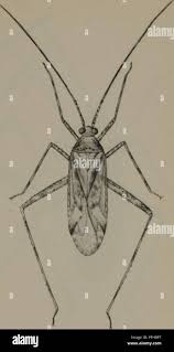 Attēlu rezultāti vaicājumam “Phytocoris varipes”