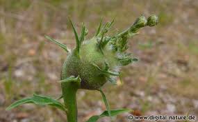 Attēlu rezultāti vaicājumam “Aulacidea hieracii”