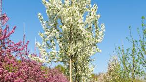 Attēlu rezultāti vaicājumam “Malus baccata”