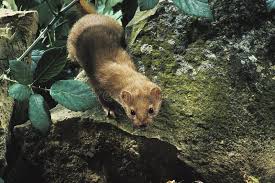 Attēlu rezultāti vaicājumam “Mustela nivalis adult”