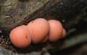 Attēlu rezultāti vaicājumam “Lycogala sp.”