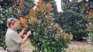 Attēlu rezultāti vaicājumam “Magnolia”