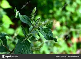 Attēlu rezultāti vaicājumam “Amaranthaceae”
