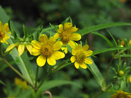 Attēlu rezultāti vaicājumam “Bidens cernua flower”