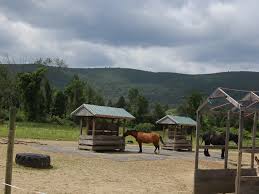 Image result for Carman Stables