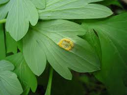 Attēlu rezultāti vaicājumam “Melampsora magnusiana”