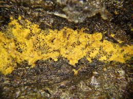 Attēlu rezultāti vaicājumam “Oligonema persimile”