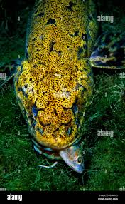 Image result for Lota lota