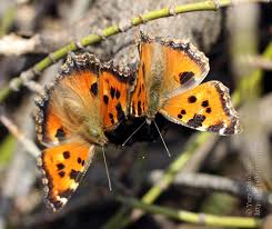 Attēlu rezultāti vaicājumam “Nymphalis xanthomelas larva”
