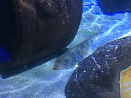 Image result for Pseudobatos lentiginosus