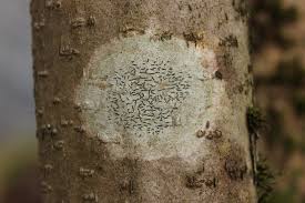 Attēlu rezultāti vaicājumam “Graphis scripta”