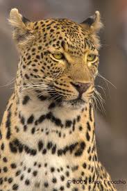 Attēlu rezultāti vaicājumam “Lycogala leopardinum macro”