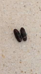 Image result for insect poop