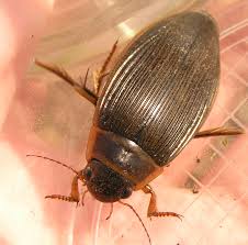 Attēlu rezultāti vaicājumam “Dytiscus sp.”